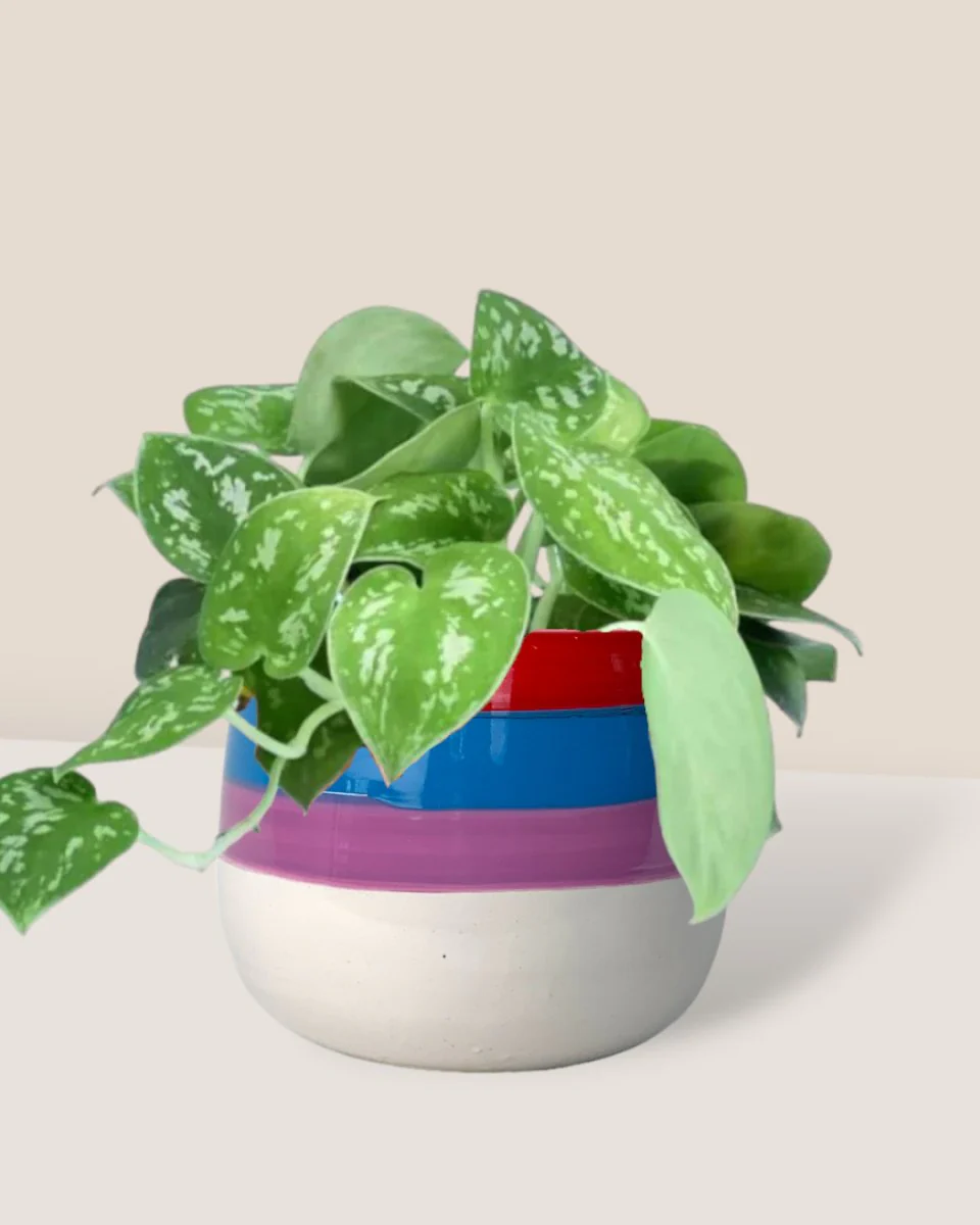 Satin Pothos - Image 11