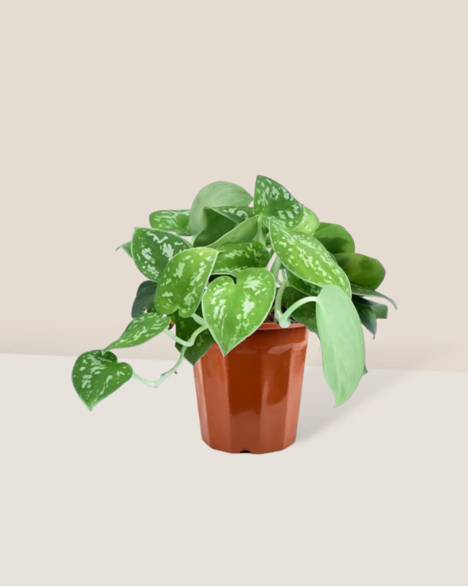 Satin Pothos - Image 12