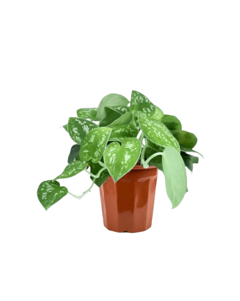 Satin Pothos - Image 13