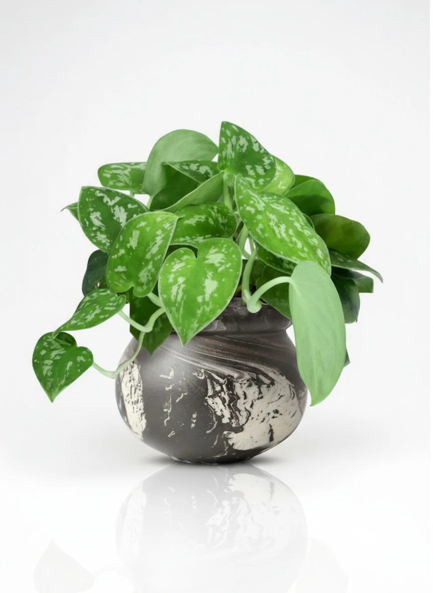 Satin Pothos - Image 4