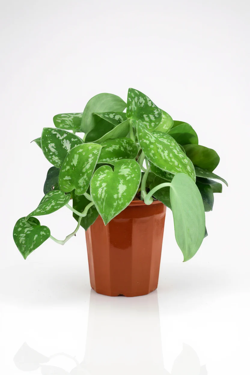 Satin Pothos - Image 5