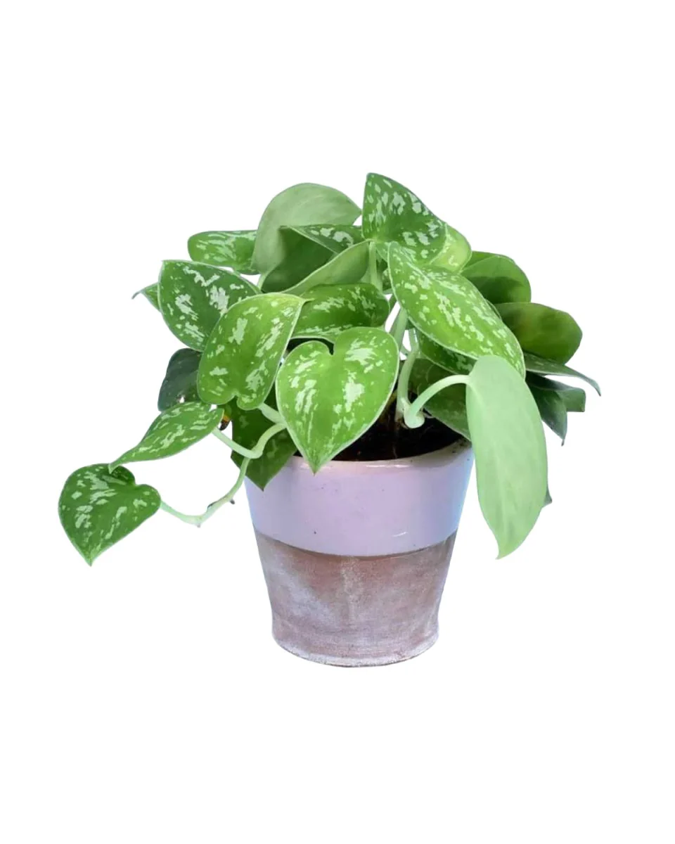 Satin Pothos - Image 6