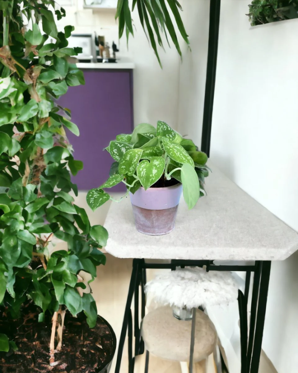 Satin Pothos - Image 7