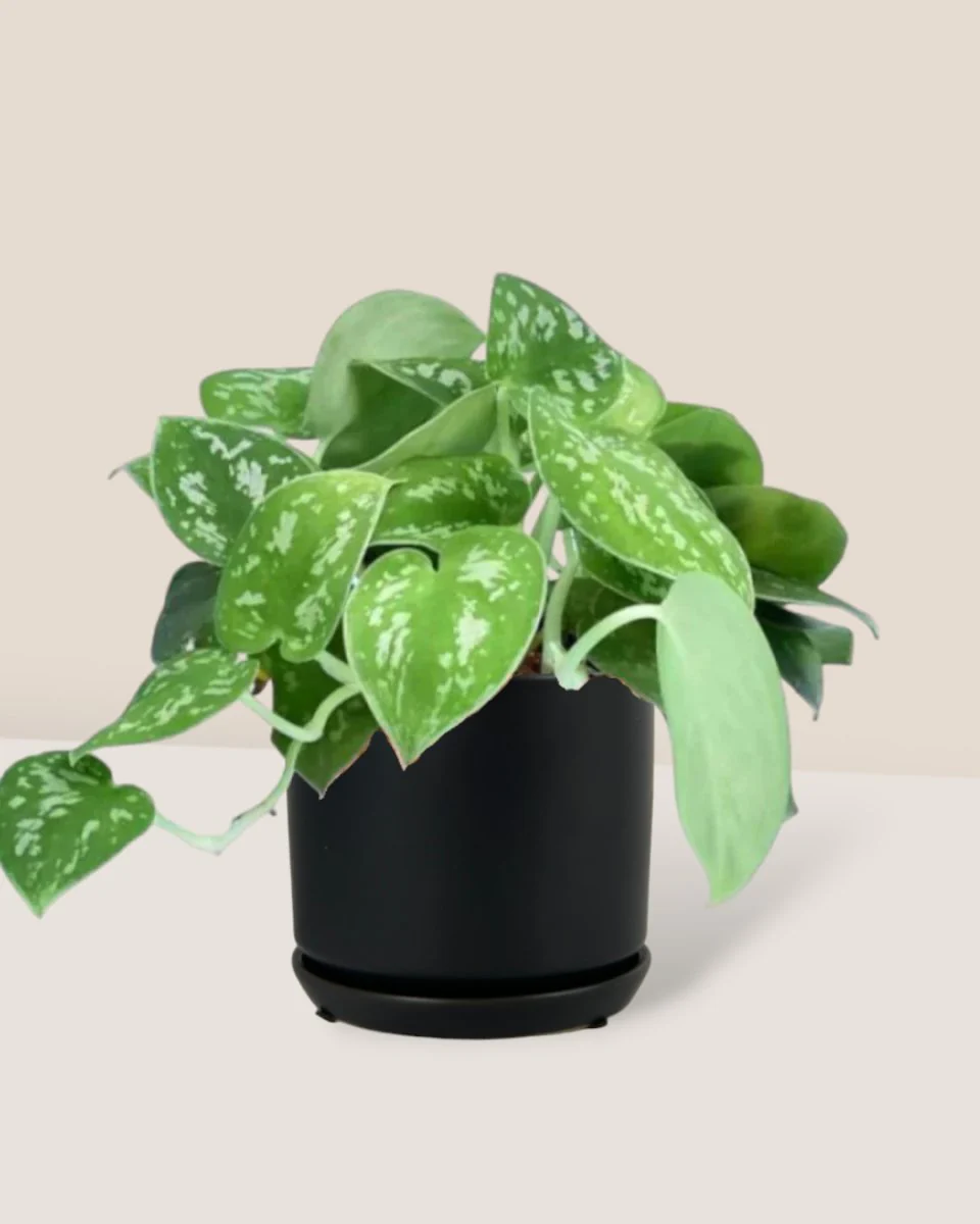 Satin Pothos - Image 8