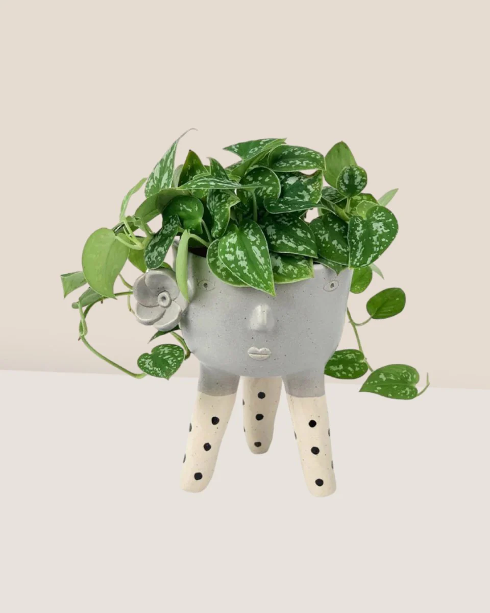 Satin Pothos - Image 9