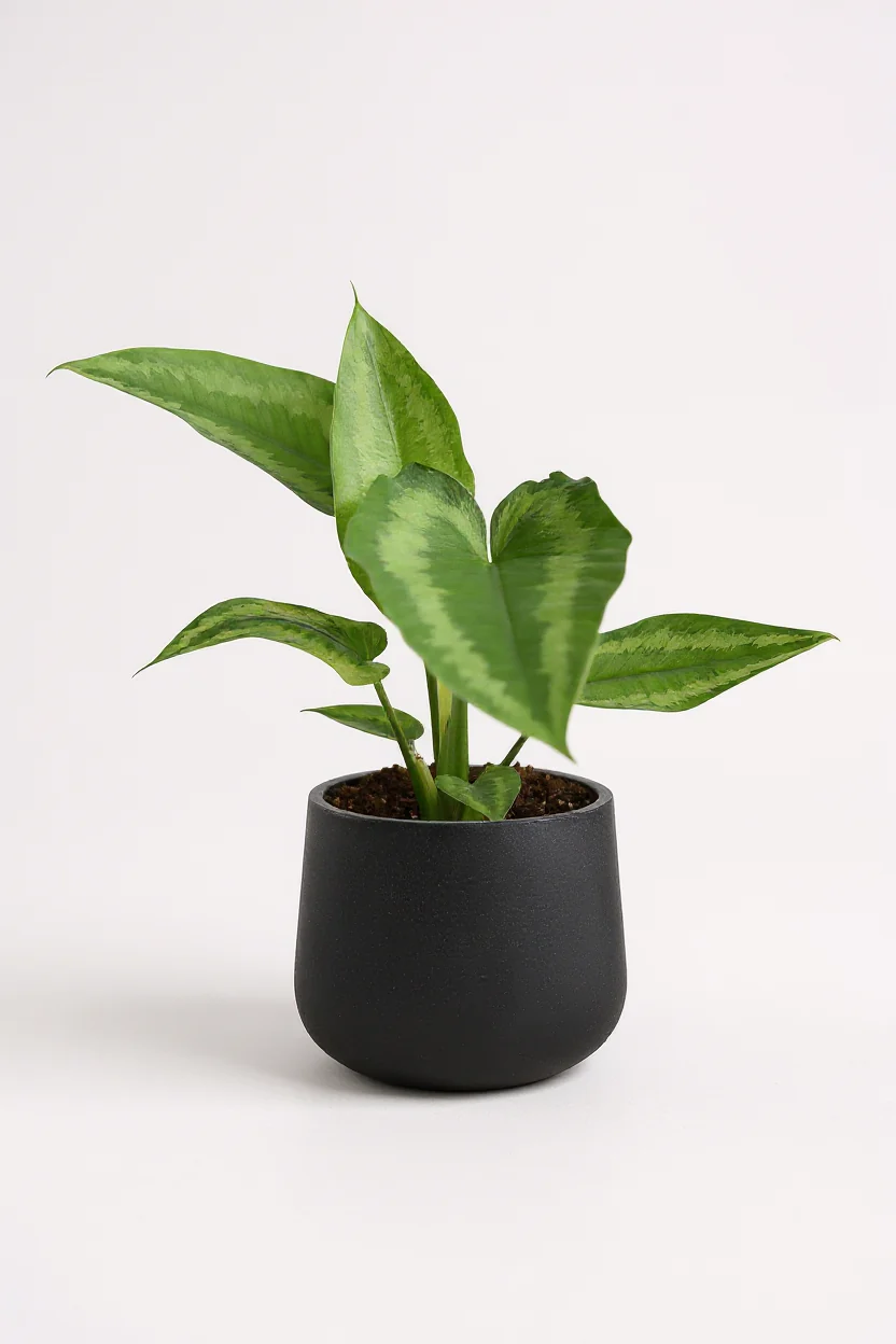 Drop Tongue Plant - Image 3