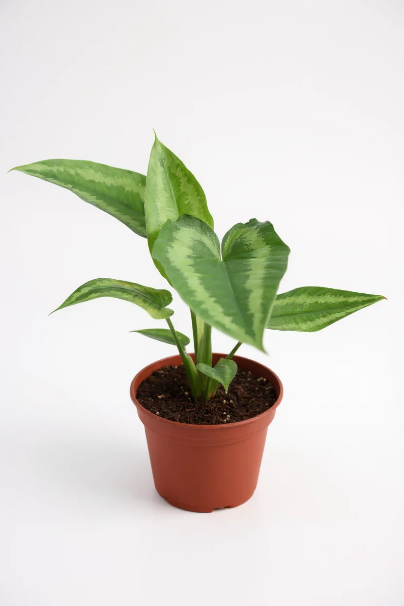 Drop Tongue Plant - Image 4