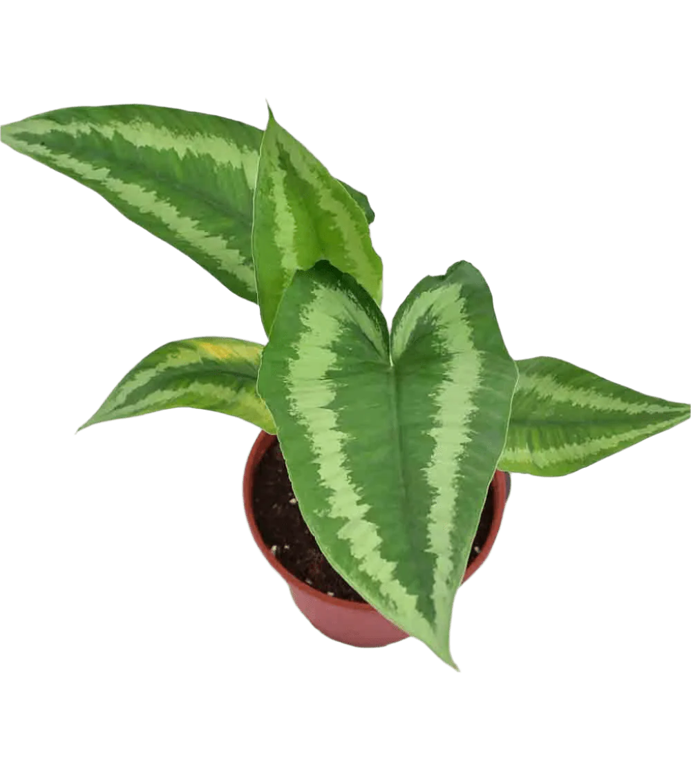 Drop Tongue Plant - Image 5