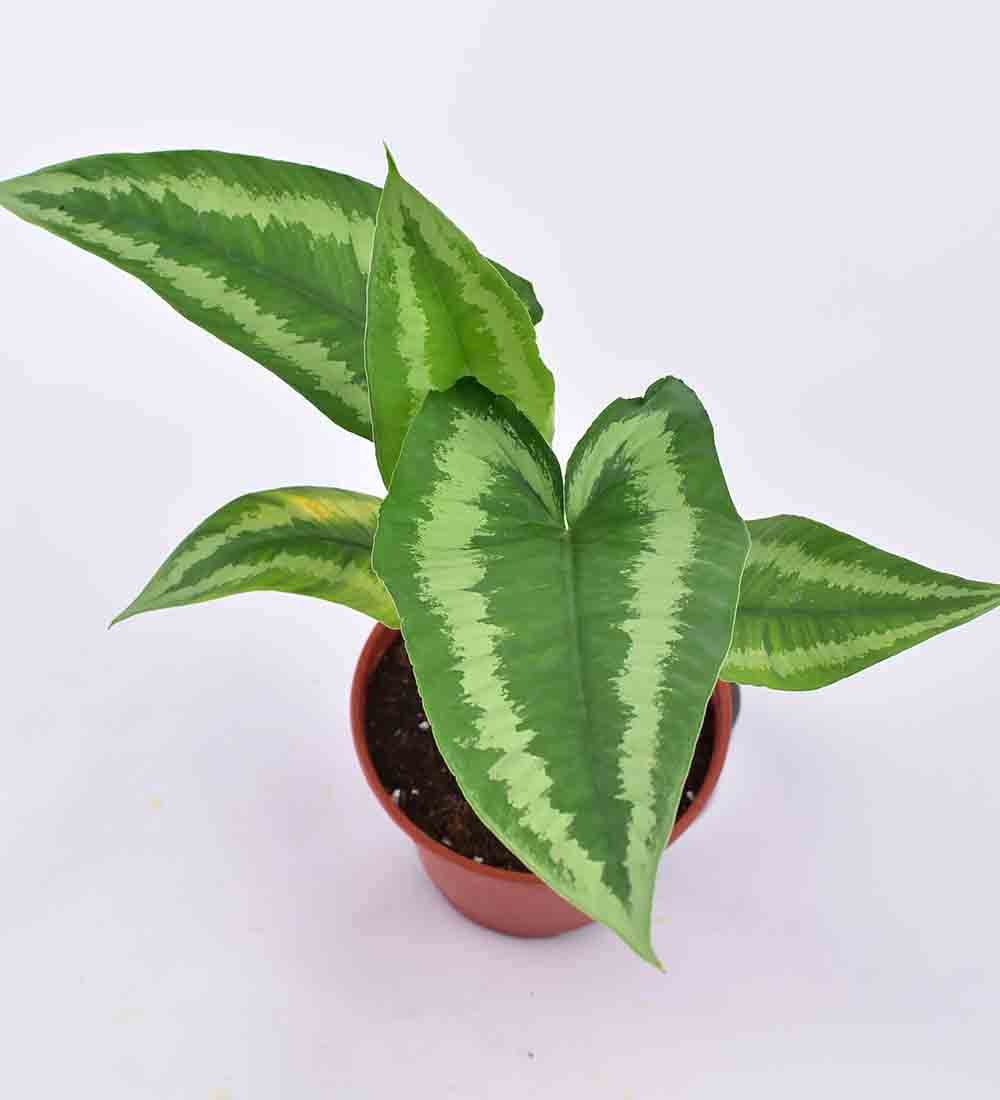 Drop Tongue Plant - Image 6