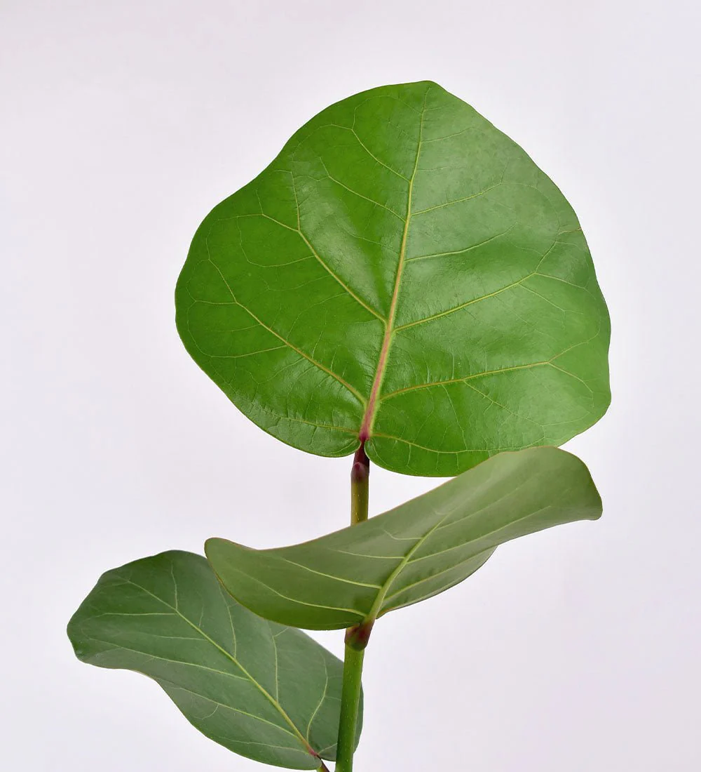Seagrapes - Image 3