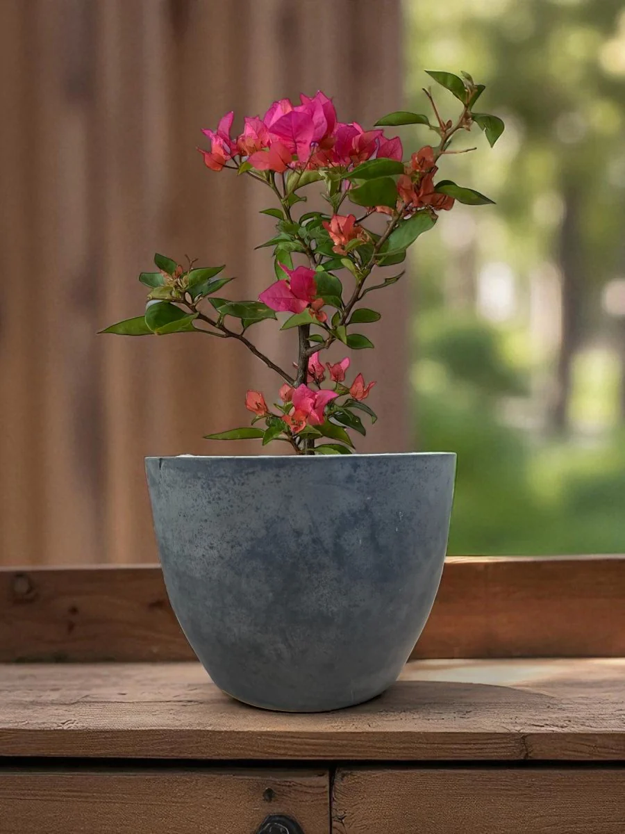 Second Chance: Carly Gray Pot FREE assorted plant