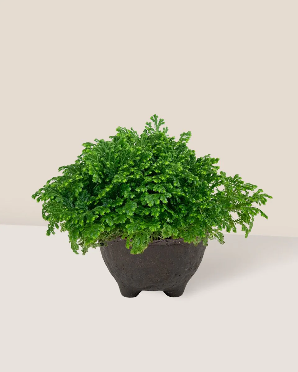 Selaginella Jori - Image 3