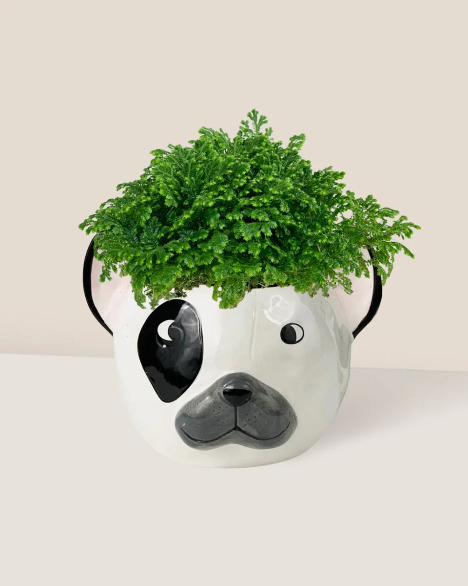 Selaginella Jori - Image 4