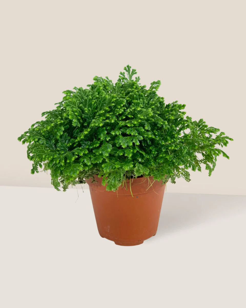 Selaginella Jori - Image 5