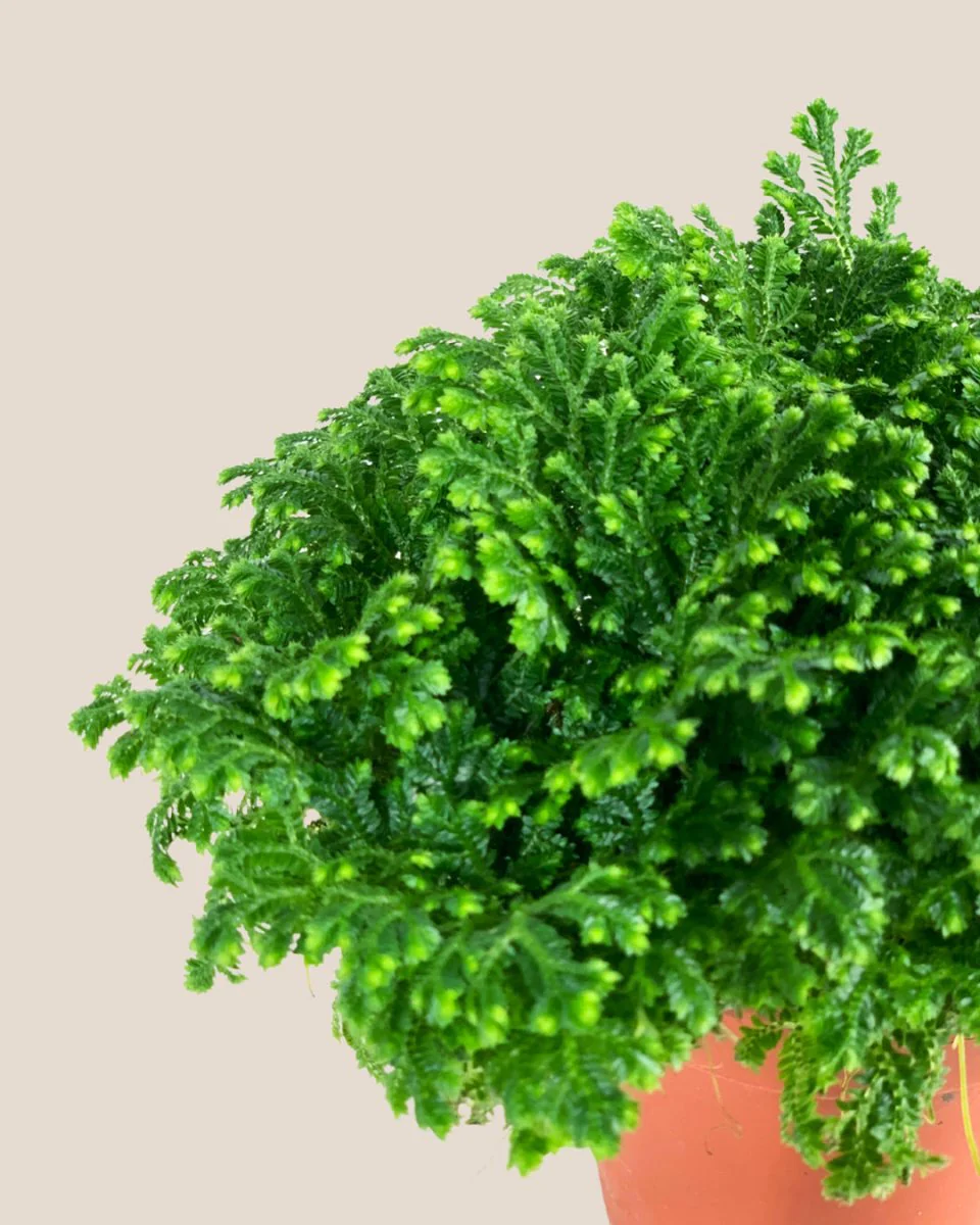 Selaginella Jori - Image 6