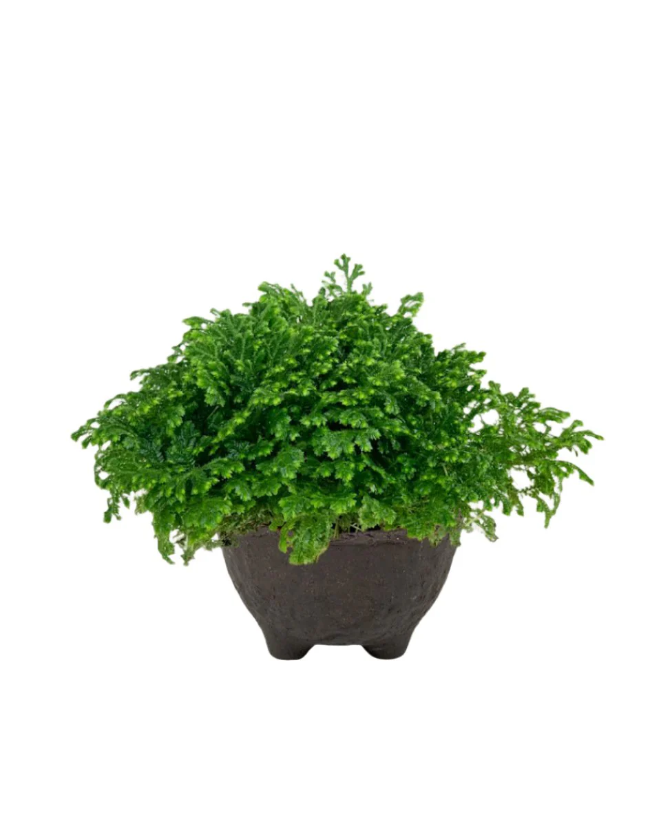 Selaginella Jori - Image 7