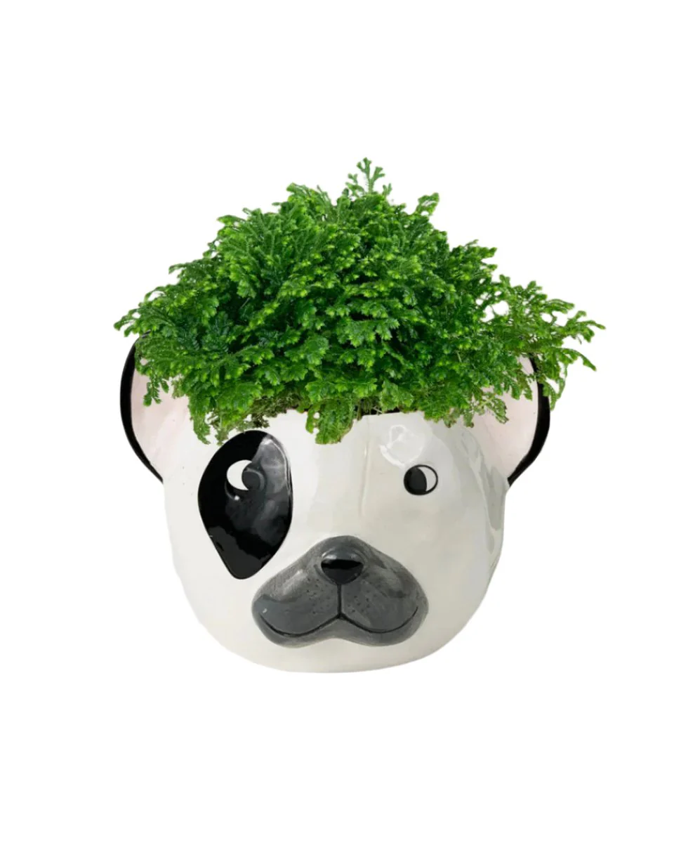 Selaginella Jori - Image 8