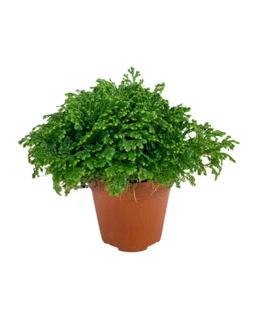 Selaginella Jori - Image 9