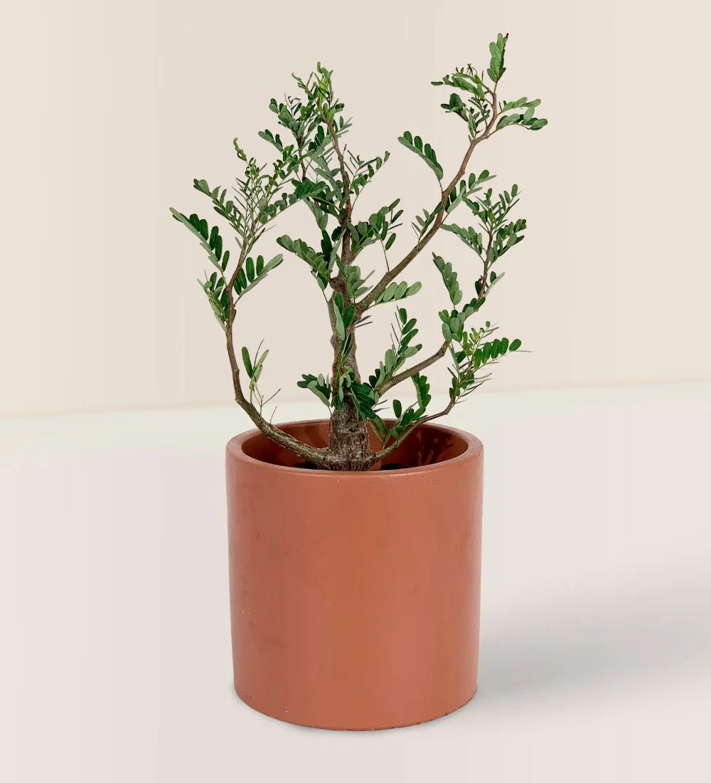 Senna Meridionalis (Japan) - Image 3