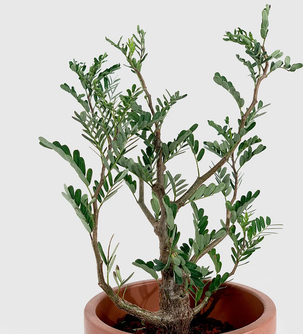 Senna Meridionalis (Japan) - Image 4