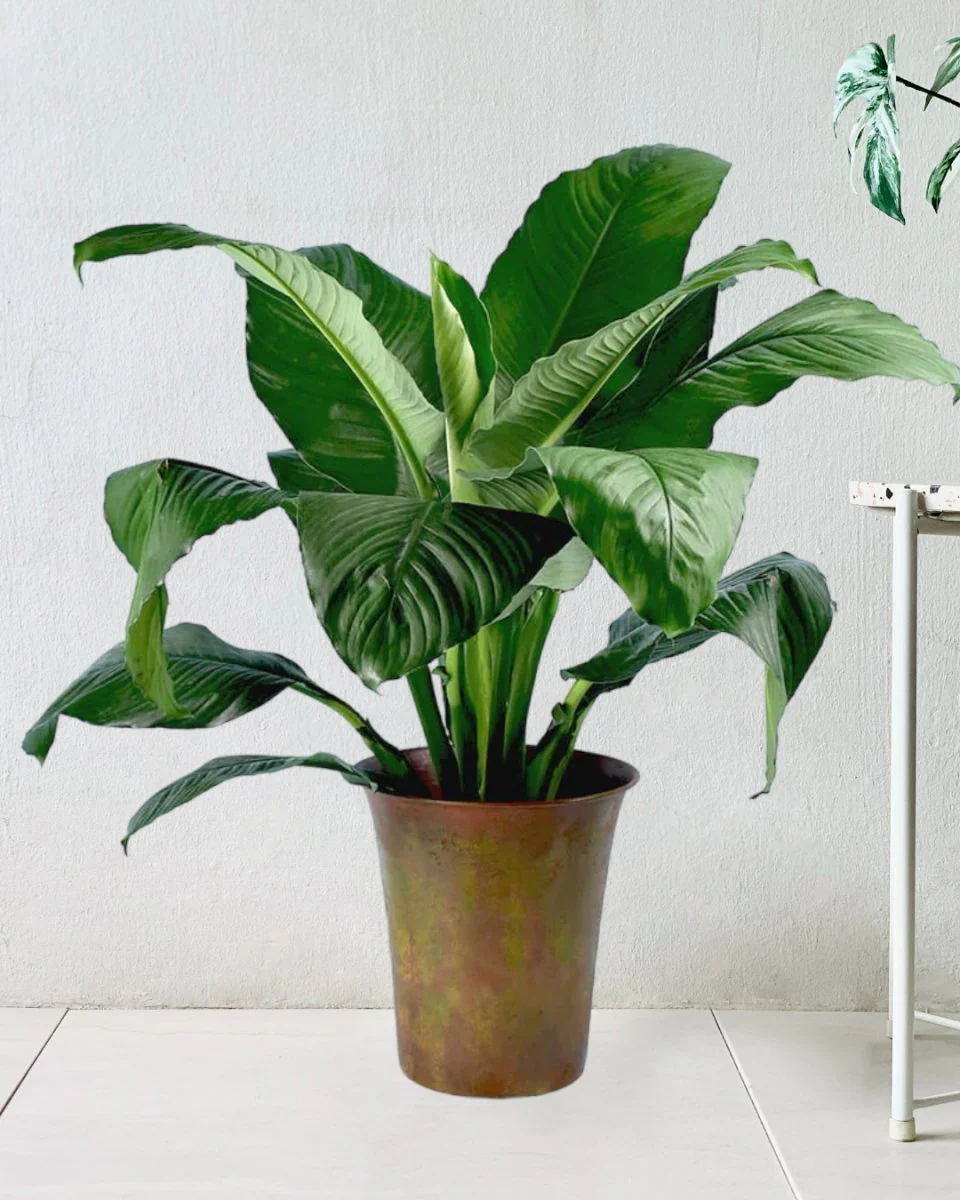 Sensation Peace Lily - Image 10
