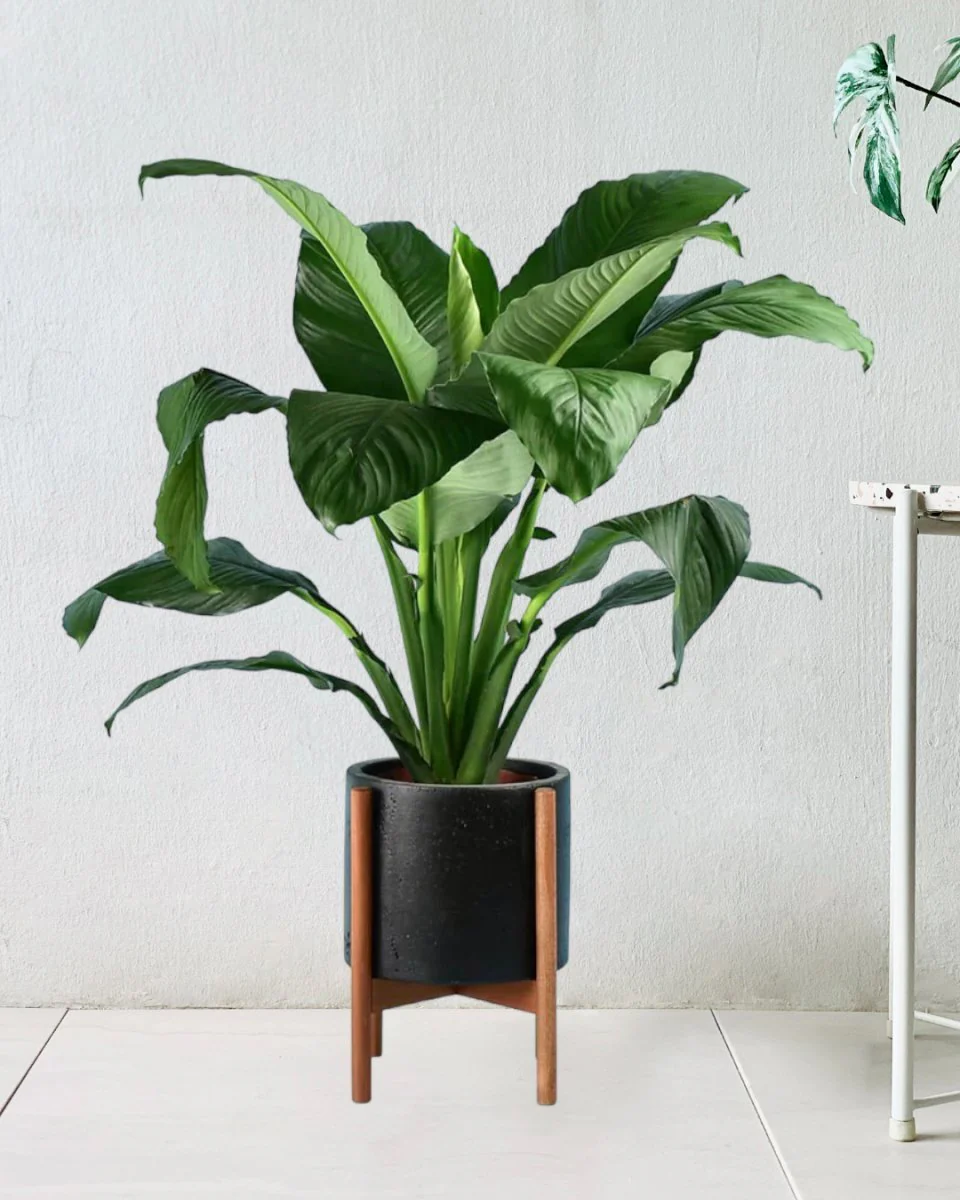 Sensation Peace Lily - Image 11