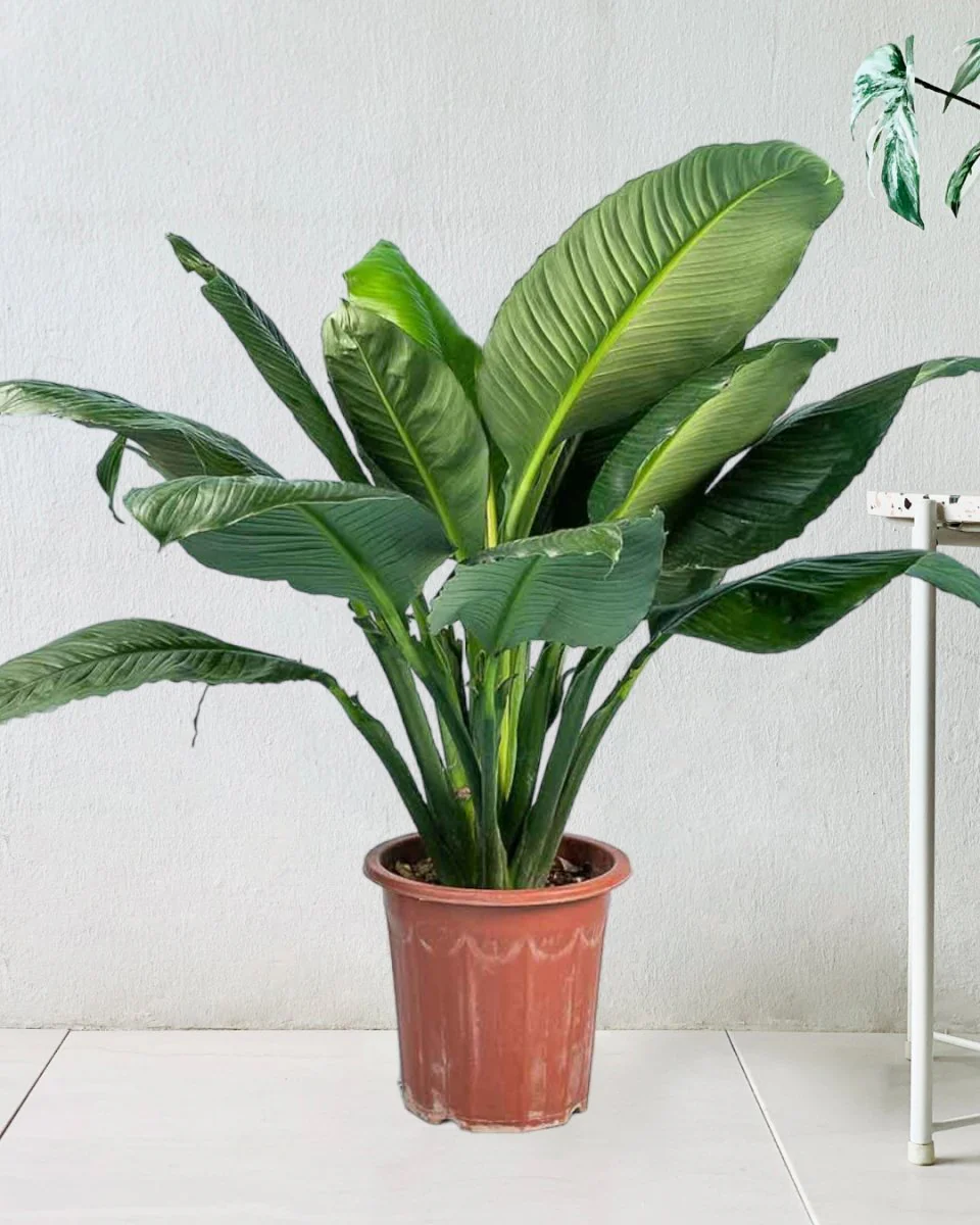 Sensation Peace Lily - Image 12