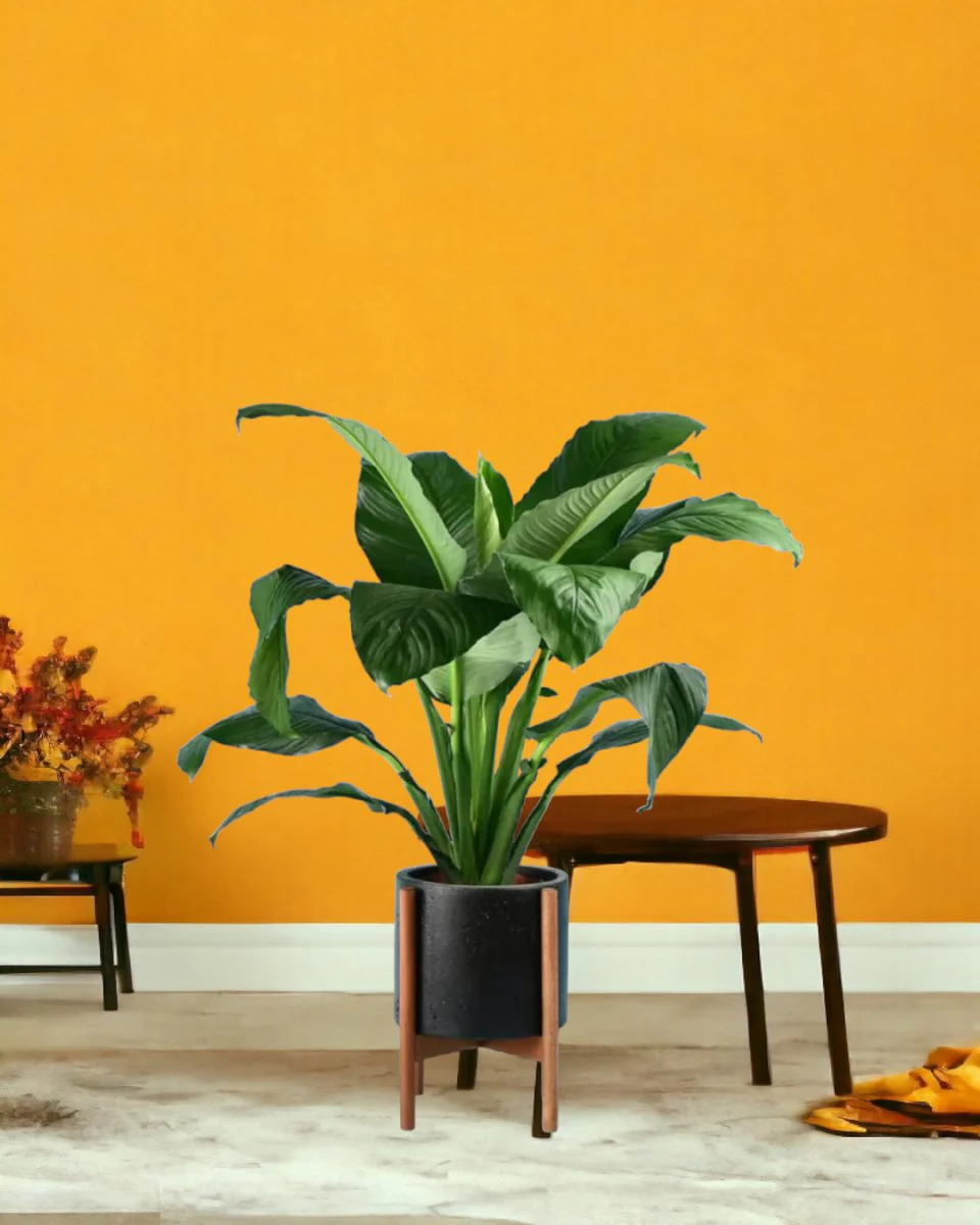 Sensation Peace Lily - Image 13