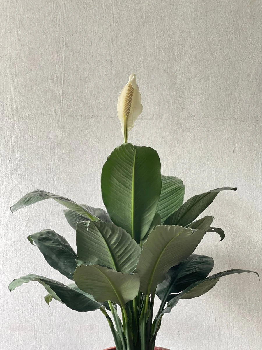Sensation Peace Lily - Image 14