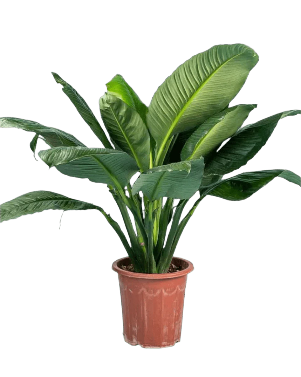 Sensation Peace Lily - Image 15