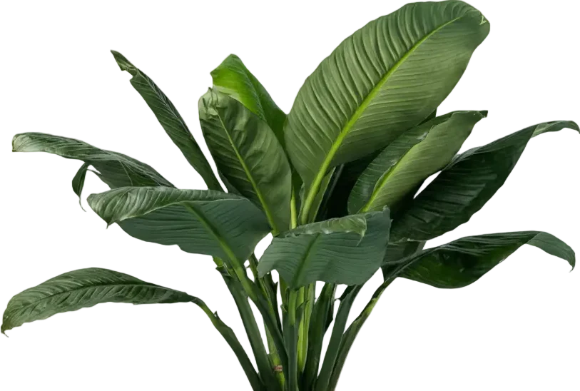 Sensation Peace Lily - Image 16