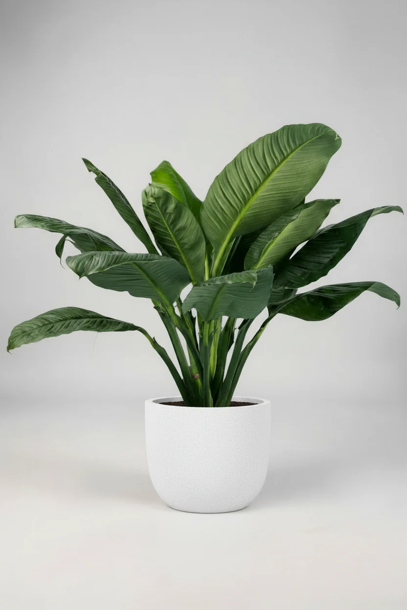 Sensation Peace Lily - Image 5