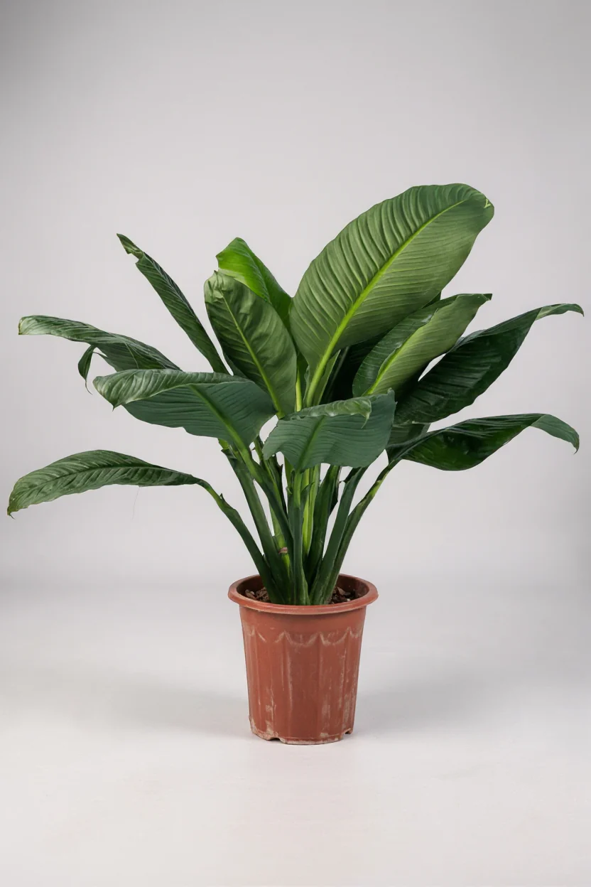 Sensation Peace Lily - Image 6