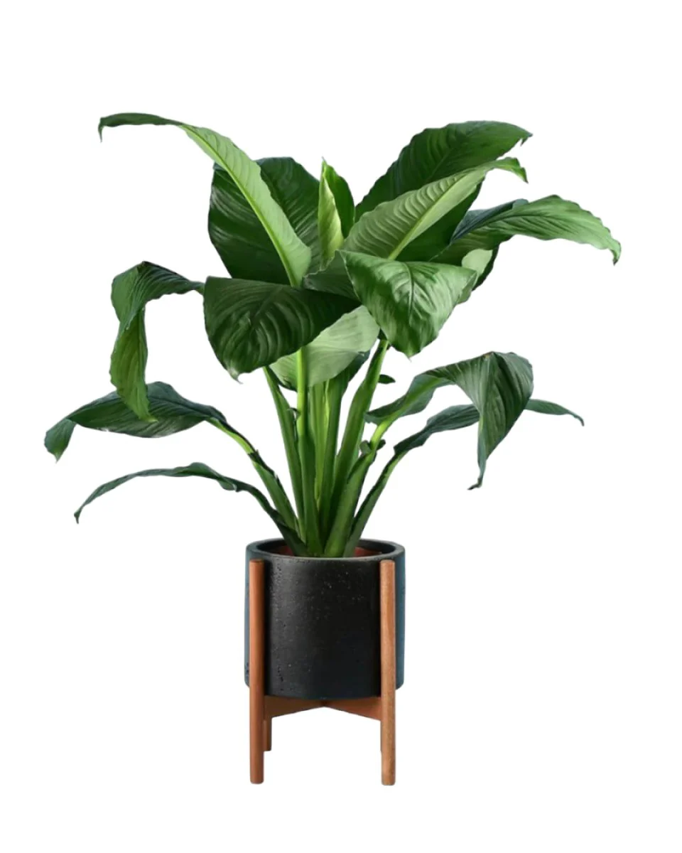 Sensation Peace Lily - Image 7