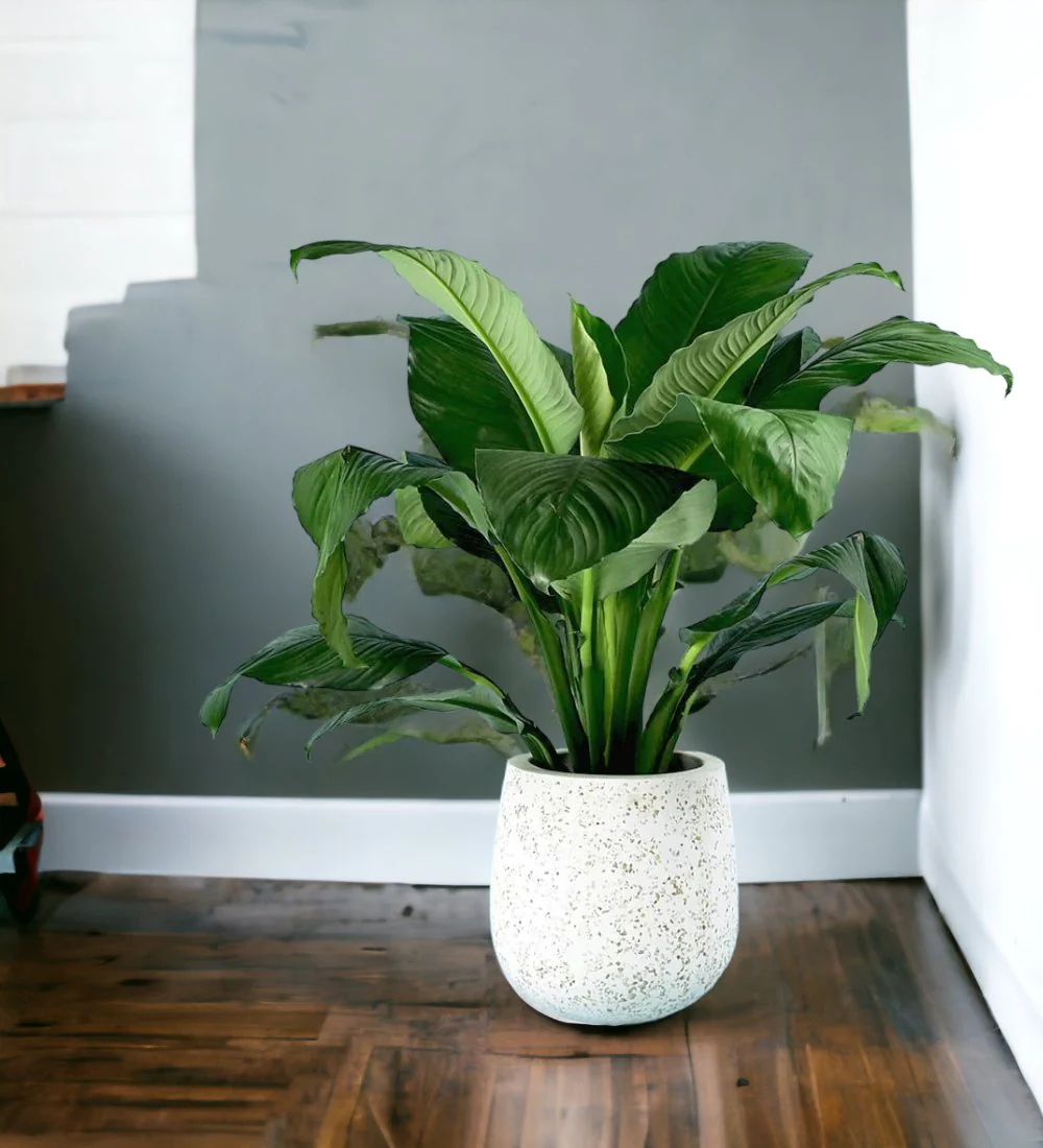 Sensation Peace Lily - Image 8