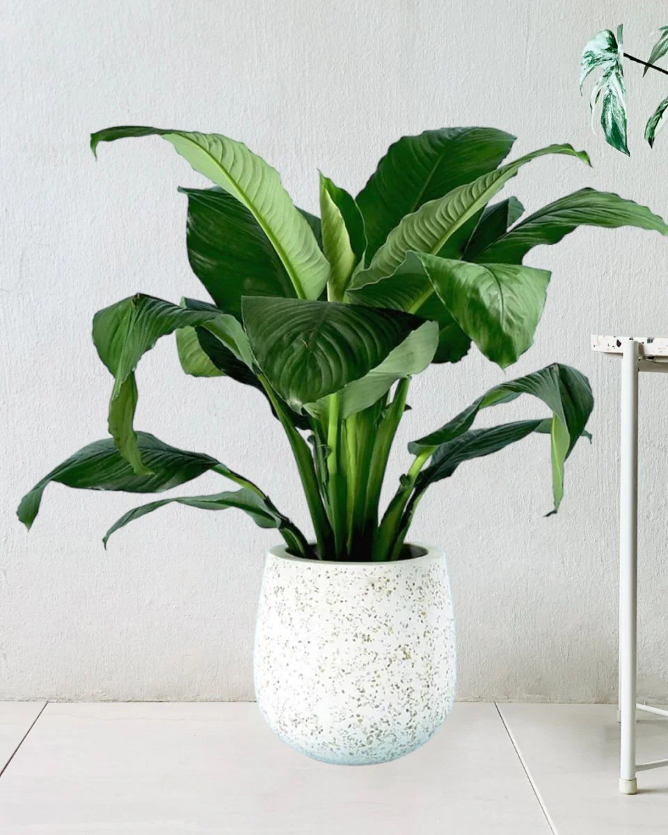 Sensation Peace Lily - Image 9