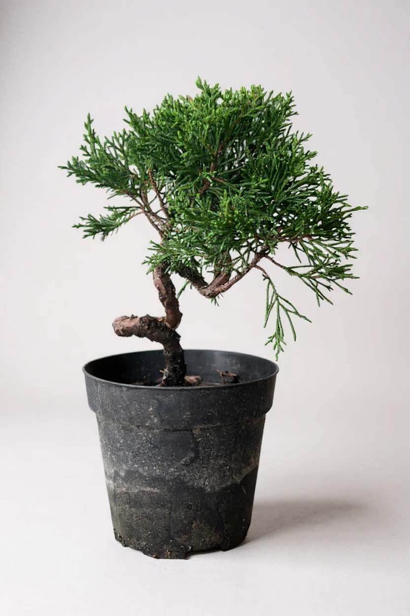 Shimpaku Bonsai - Image 4