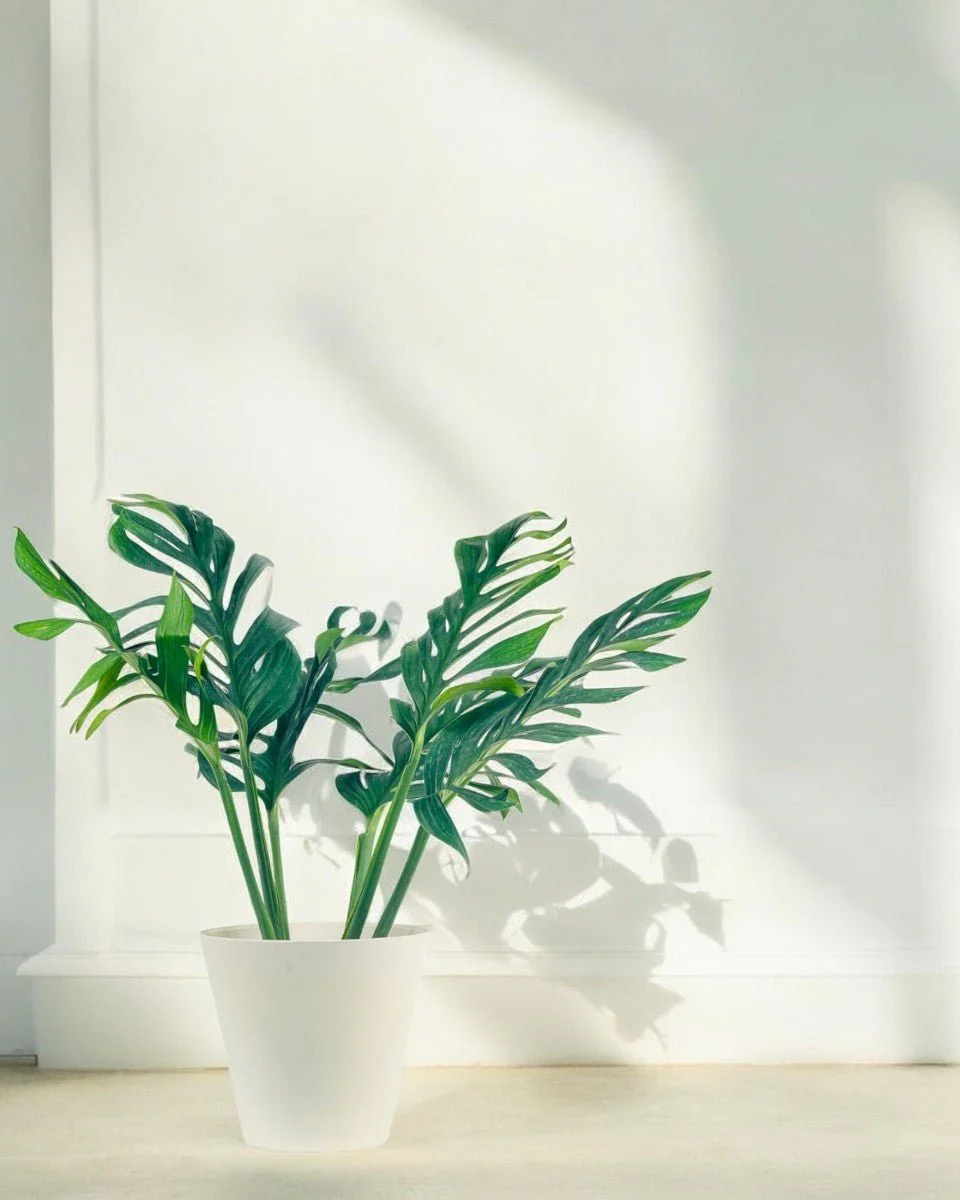 Siam Monstera - Image 2