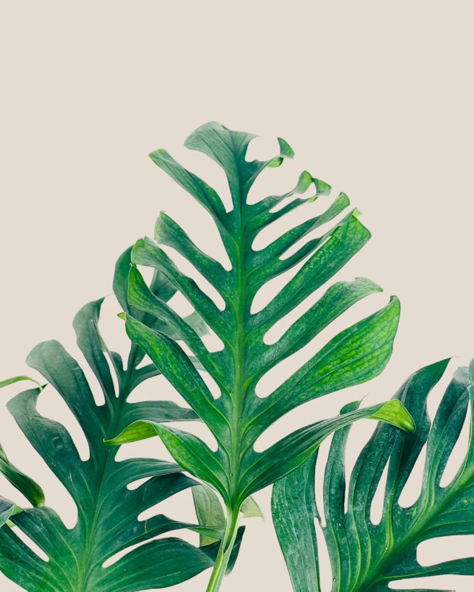 Siam Monstera - Image 3