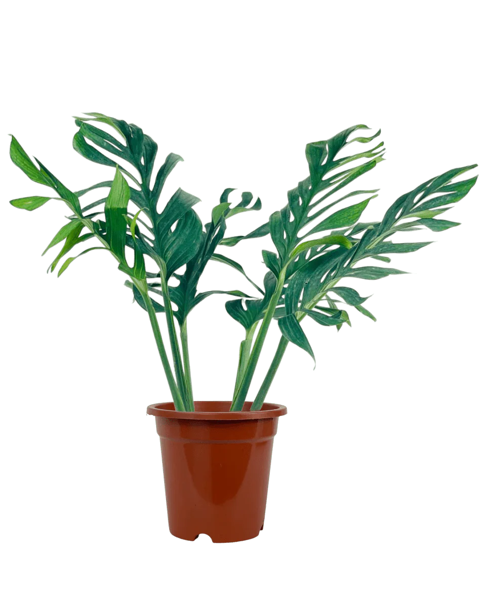 Siam Monstera - Image 4