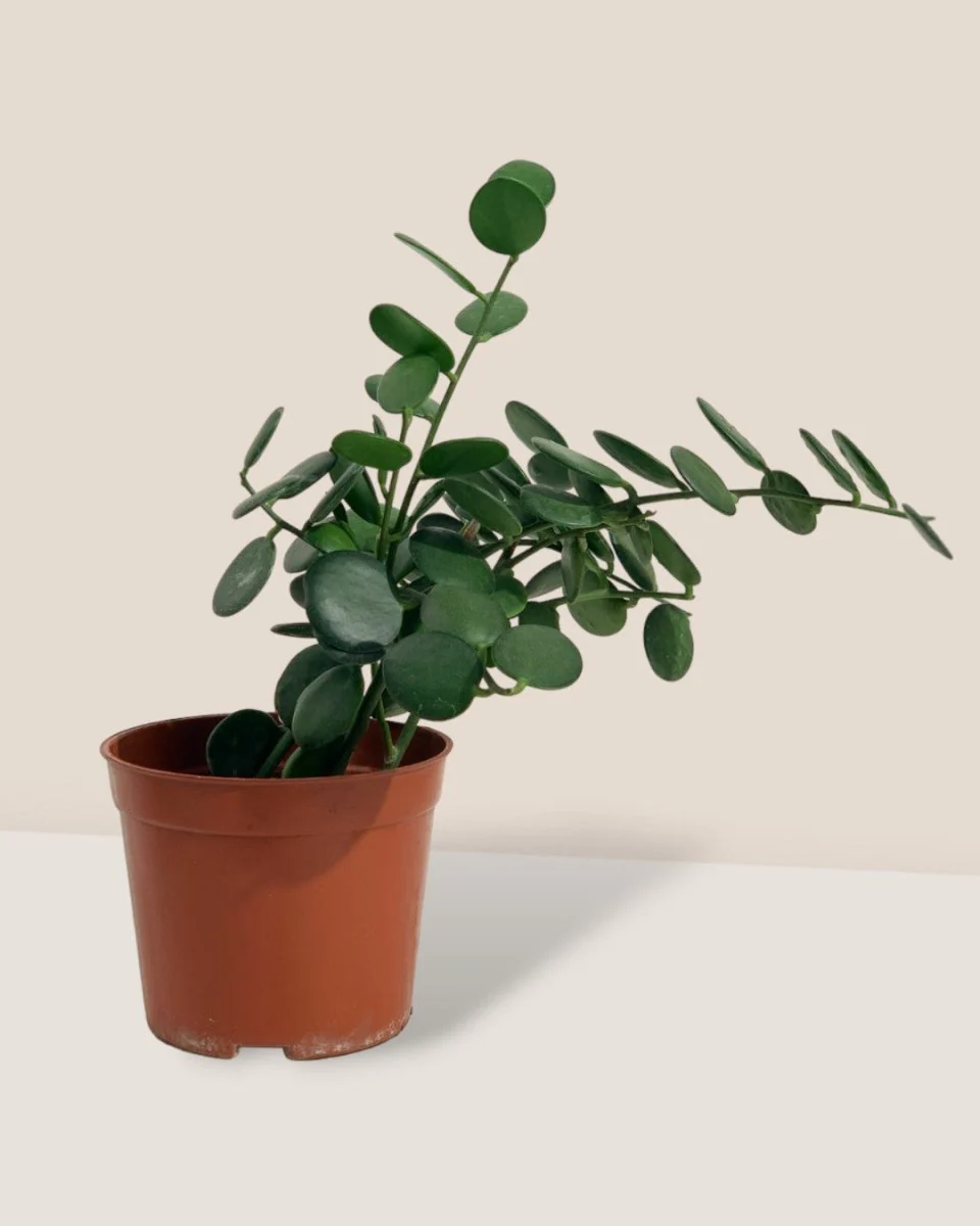 Silver Dollar Vine - Image 10