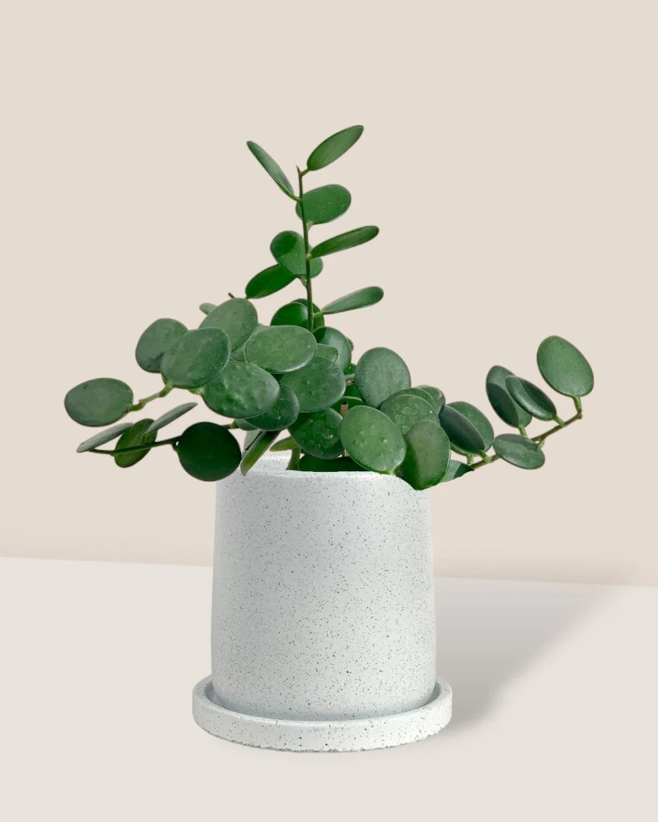 Silver Dollar Vine - Image 11