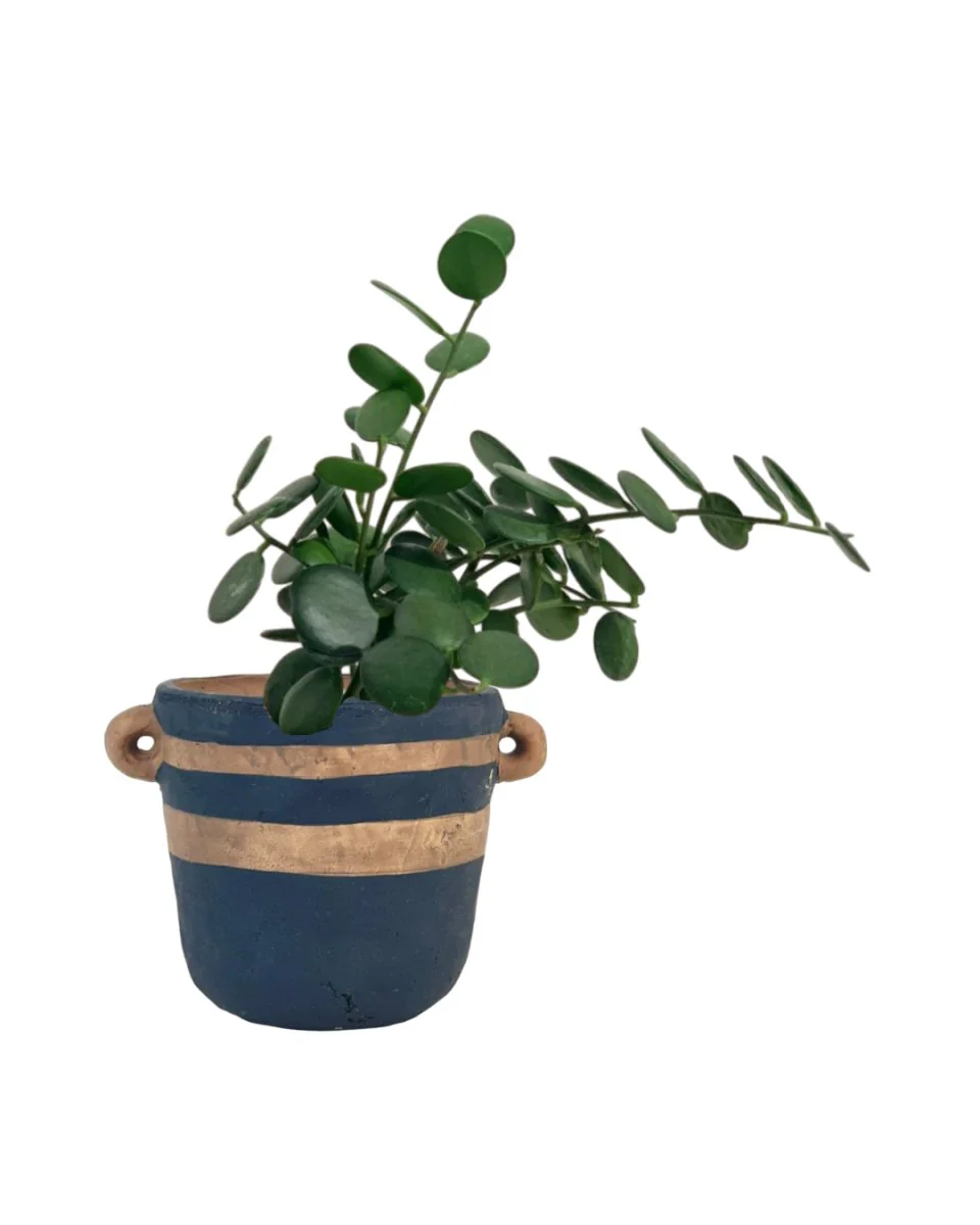 Silver Dollar Vine - Image 12