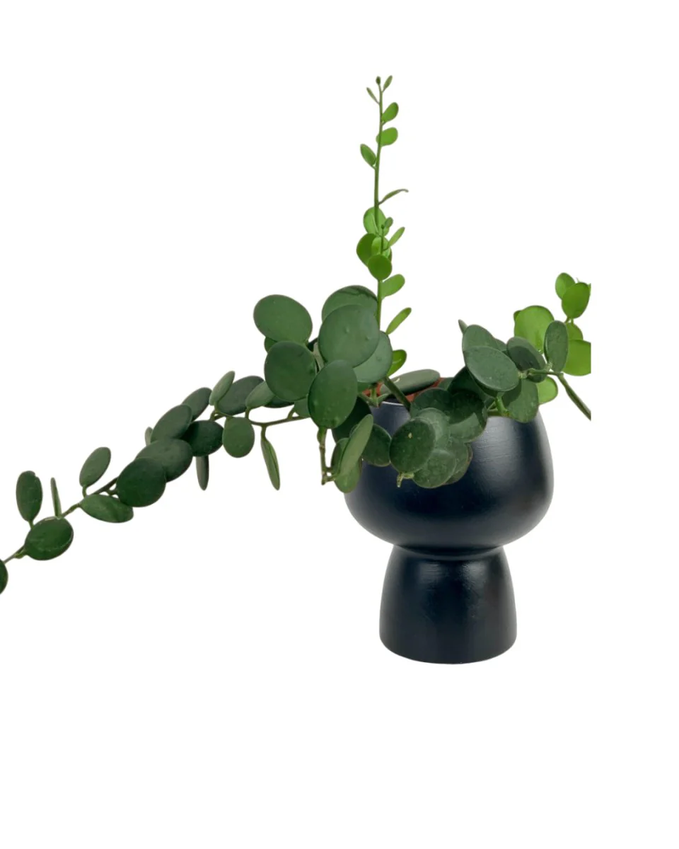 Silver Dollar Vine - Image 13