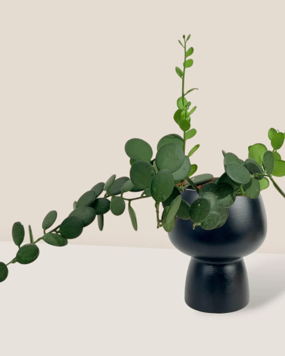 Silver Dollar Vine - Image 14