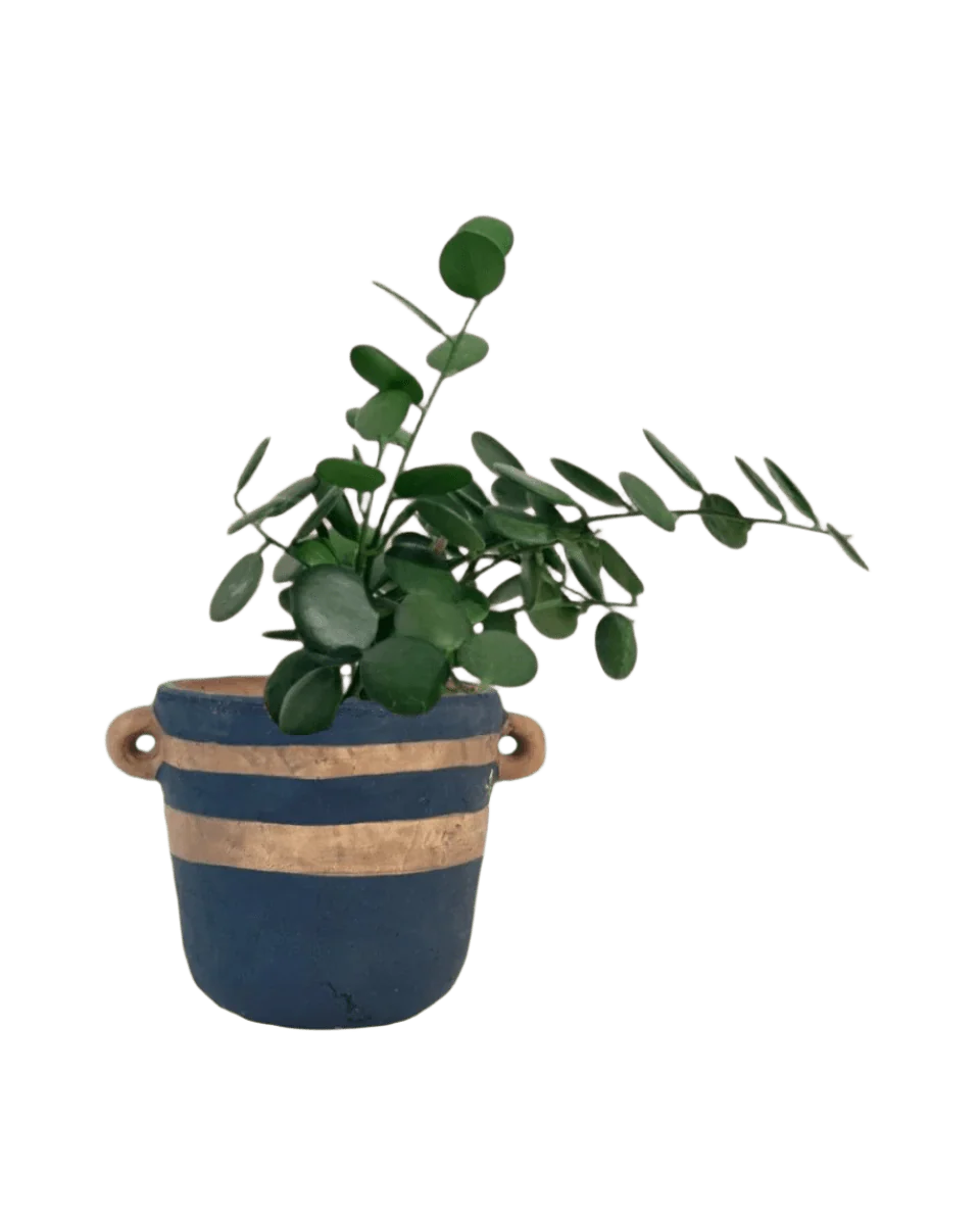 Silver Dollar Vine - Image 15