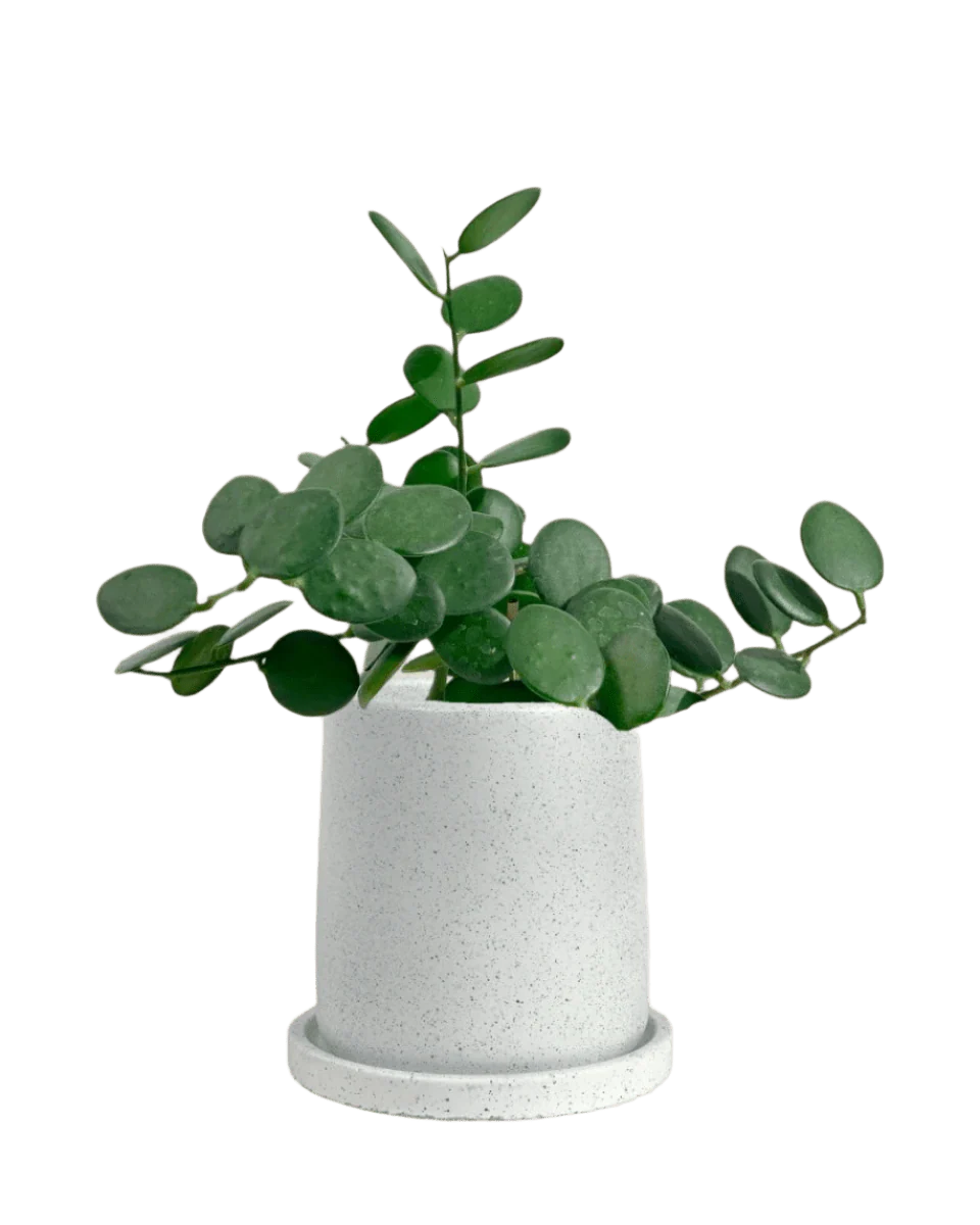 Silver Dollar Vine - Image 16