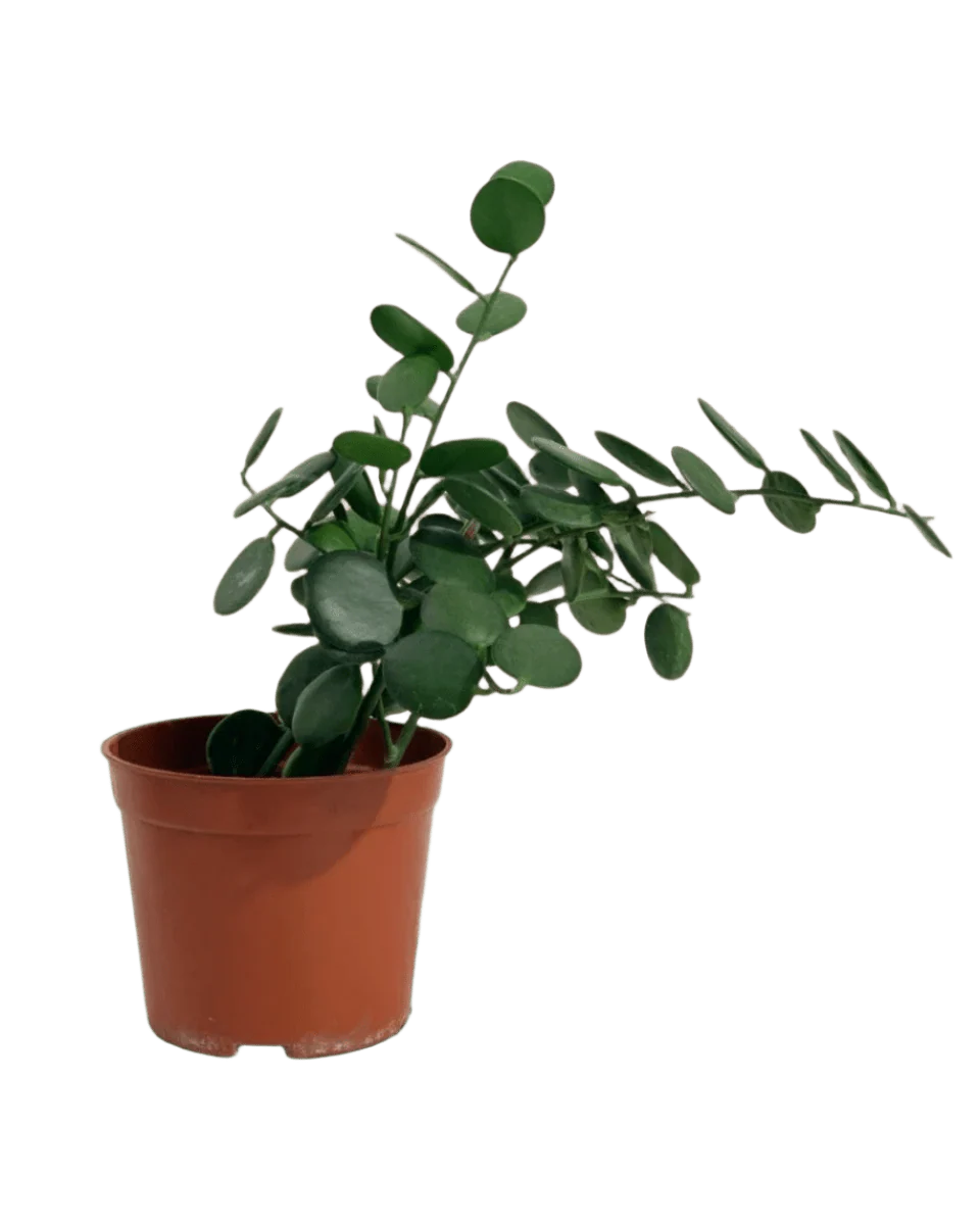 Silver Dollar Vine - Image 17