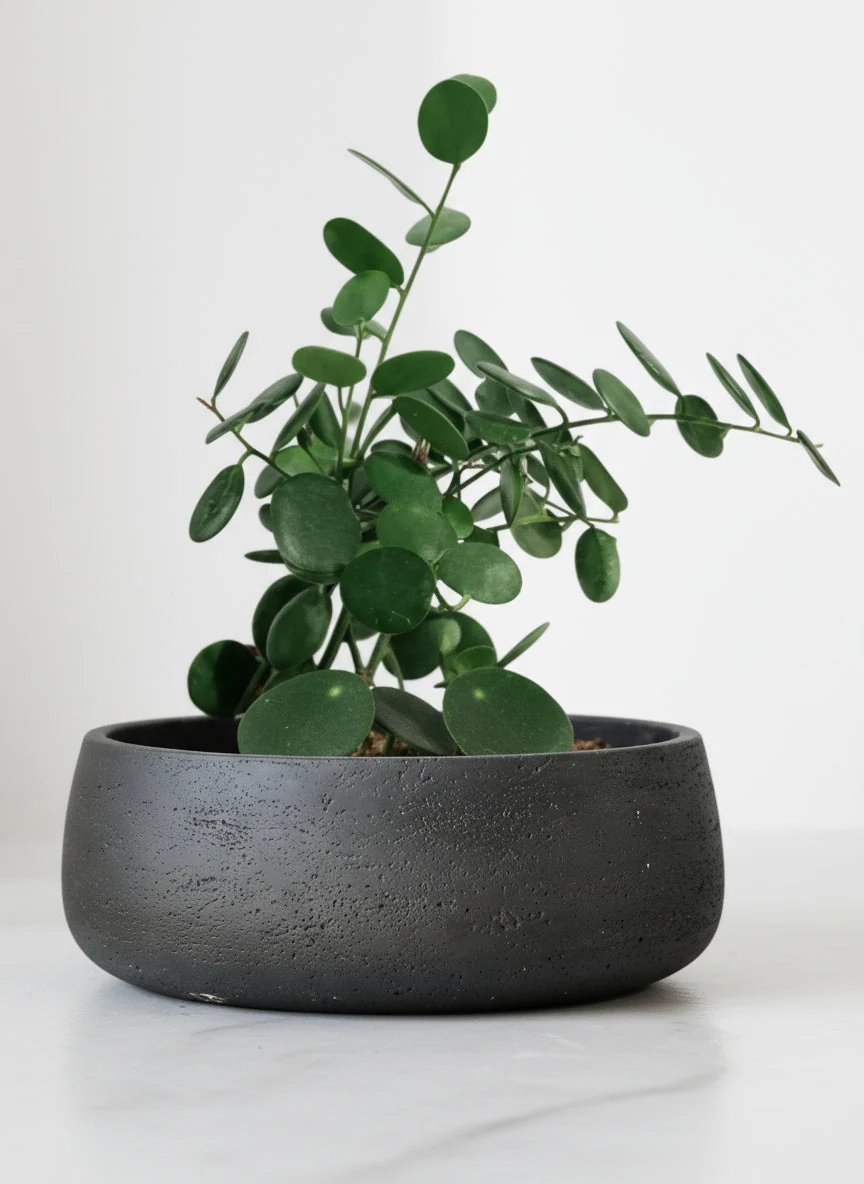 Silver Dollar Vine - Image 4