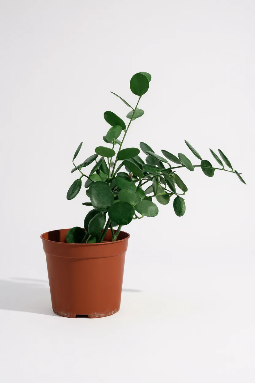 Silver Dollar Vine - Image 5